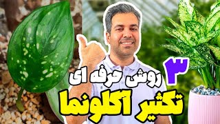 تکثیر آگلونما - ۳ روش عالی برای تکثیر گیاه آگلونما