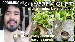 GROOMING NI VARIEGATED CHINESE VIOLET! | Variegated Chinese Violet Care | Asystasia gangetica