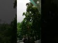 heavy rain in lucknow shorts