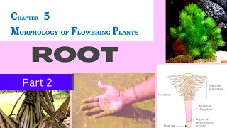 Root | Root cap|Root pocket|#utricularia|#lifeScienceAt7pm