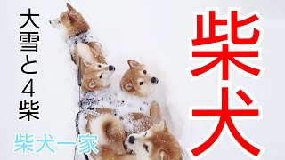 【柴犬】大雪と柴犬さん【柴犬一家】