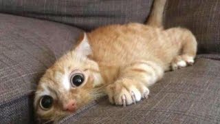 Kitty video 😜 Laughing cat 😁 Cat laugh 😍 Cat humor n ° 3