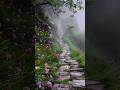 On a beautiful rainy day.সুন্দর বৃষ্টির দিনে। #nature #rain #day #shorts #scenery