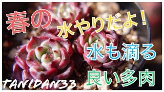 春が来た！多肉の水やり！ぷっくり艶々に可愛くなる時期到来⁉︎