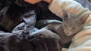 腕枕で寝落ちする子猫がかわいすぎた