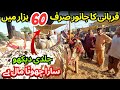 Qurbani Hui Aasan 60 Hazar Mai Le Jao Qurbani Ka Janwar 🤠 | Sasti Maweshi Mandi 2024 In Karachi