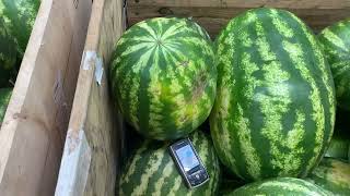 For the first time Samsung among watermelons. #samsung