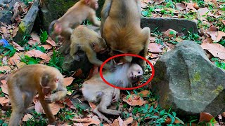 Million pity new Abandoned monkey release by bad owner in sovanna team,The group not yet accept him