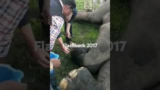 2017. A quick explanation of what to look for with elephant nails.