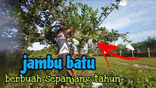 [Episod1370] jambu batu : cukuplah ada dua pokok jer. berbuah sepanjang masa😍