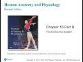 Chapter 16: The Endocrine System - Part II