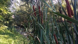 Typha Latifolia (medicinal plant)