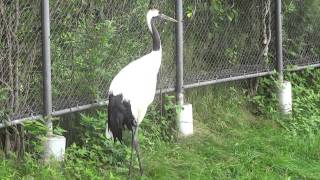 1040817北海道釧路丹頂鶴自然公園內的丹頂鶴與烏鴉