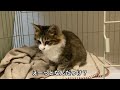 保護した子猫の記録　おとうふ編その２