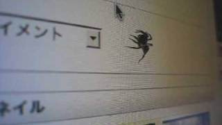 ハエトリグモ vs カーソル【前編】spider loves cursor (1)