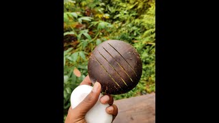 Soap Dish make with coconut shell#craft #diy #coconutshellcraft