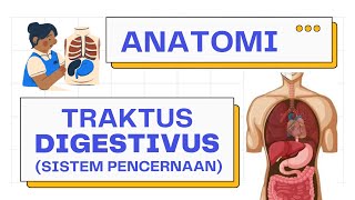 Anatomi Lengkap Sistem Pencernaan (Traktus Digestivus  / Alimentary Tract) | Sistem Pencernaan