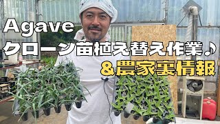 【アガベ】メリクロン苗を植え替え作業♪メリクロン苗とは何？そしてそれにまつわる農家裏話も・・♪