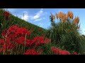 霧島市の風景｜畑の斜面の秋風景『白金葦（シロガネヨシ）と彼岸花』