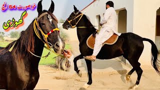 64 inch Desi Ghodi For Sale |Gabhan Ghodi