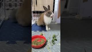 🐇兔子打哈欠/伸懶腰/露出門牙真可愛/rabbit yawns🥱/bunny stretching