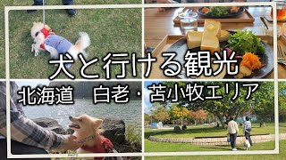 【犬と旅行】白老・苫小牧観光【北海道】dog