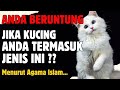 🛑 BERKAH BERKELIARAN..!! 7 Ciri Kucing Pembawa Rezeki Dalam Perspektif Islam