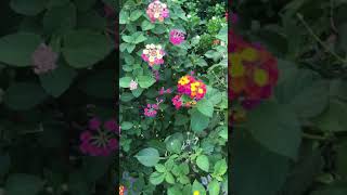 common lantana 馬纓丹 ランタナ Лантана сводчатая 란타나속 Bông ổi ผกากรอง لانتانا مقوسة (Lantana camara)