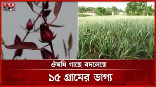 ঔষধি গাছ রপ্তানি হচ্ছে বিদেশে | Medicinal Plants Production | Natore News | Somoy TV