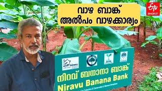 തായ് മൂസ ഒരു വാഴയാണ്, 'ബനാന ബാങ്കിലെ വാഴക്കാര്യം' ചെറിയ കാര്യമല്ല | NIRAV BANANA BANK