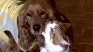 犬飛び越えする猫の技！犬と猫の追いかけっこ②猫犬仲良し