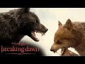 'Jacob Chooses Bella Over His Pack' Scene | The Twilight Saga: Breaking Dawn - Part 1