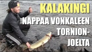 Kalakingi nappaa melkoisen vonkaleen Tornionjoelta - Hauenkalastus - Spintube - Eumer Fishing