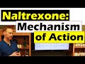 How Naltrexone Works in the Body | Updated 2022