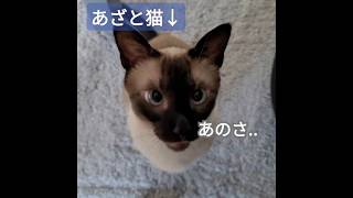 上目遣いが可愛すぎるあざと猫がこちら #猫動画 #シャム猫ひおろ #おねだり