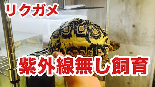 半年以上、紫外線を浴びせずにリクガメを飼育してみたら、、、