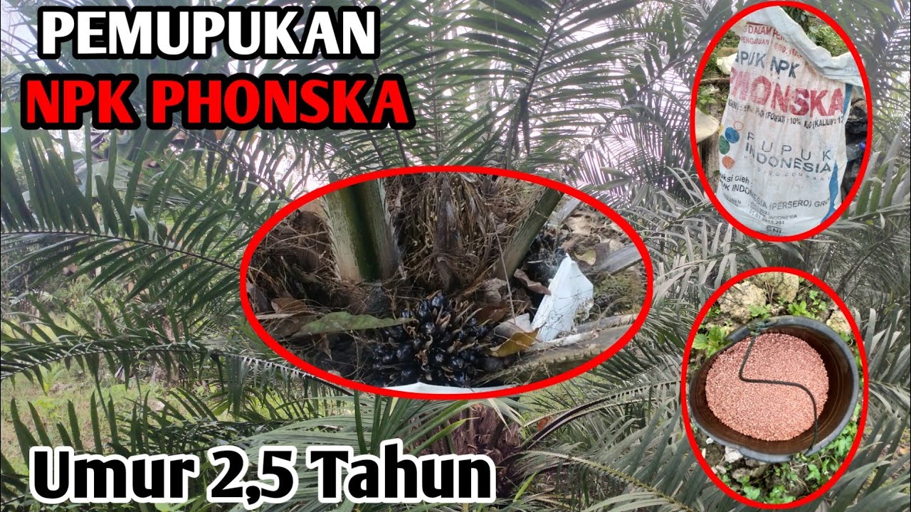 Cara Pemupukan Kelapa Sawit Umur 2,5 Tahun ( Pupuk NPK Phonska) - YouTube