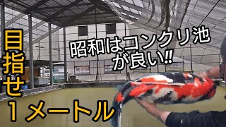 養鯉場【巨大なコンクリート池】昭和をデカく美しく！#Koi  #錦鯉  #アクアリウム　#飼育