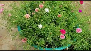 portulaca grandiflora/பத்து மணி பூ/my garden/Moss rose