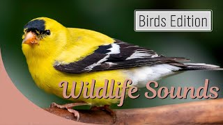 Wildlife Sounds with Kai Davis - Yellow Birds Edition