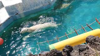 感動シーンの前段階　取れないポリタンク　ホウちゃん　天王寺動物園のホッキョクグマ　23.3.14 1143