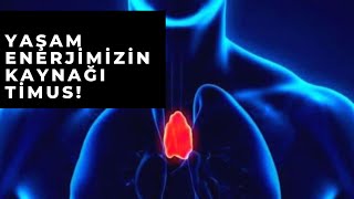 Yaşam Enerjimizin Kaynağı Timus Bezi Nedir ve Nasıl Aktive Edilir