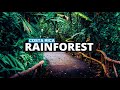 Costa Rica rainforest and hanging bridges ( 4K60 HD )