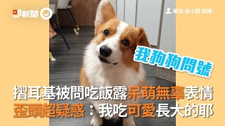 摺耳柯基犬被問吃飯 露呆萌狗表情：我吃可愛長大的耶｜寵物｜頭島乎