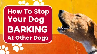 How to Stop a Dog Barking at Other Dogs - Top tips to help your dog from barking at other dogs