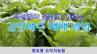 김장배추 재배기술-배추심는시기와 방법