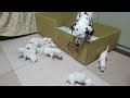 ダルメシアンの子犬たち～目が開いたよ～