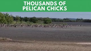 Thousands of Pelican Chicks