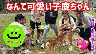 なんて可愛い子鹿ちゃん💖外国人観光客も笑顔満開☺️奈良公園🫎鹿センベイは完売しています‼️私が観光客にプレゼント🎁🍘