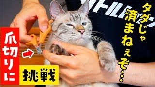 暴れ猫の爪を切ってみた結果…